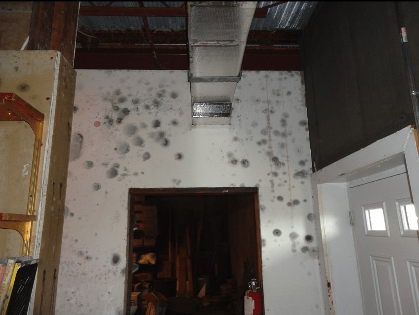 black mold removal