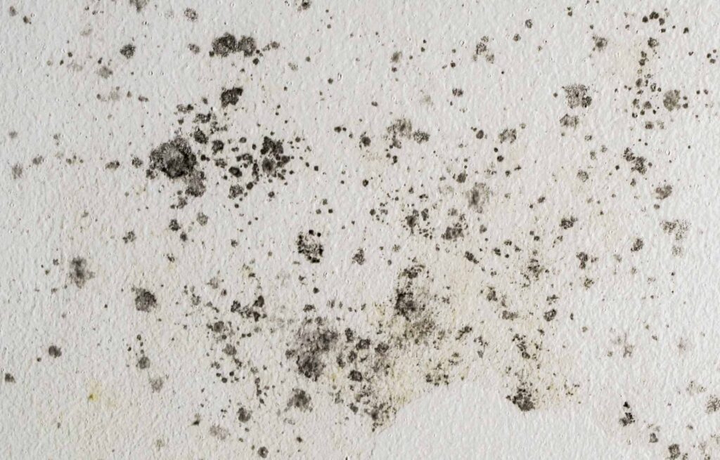 black mold removal drywall