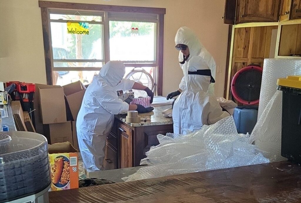 mold clean up services