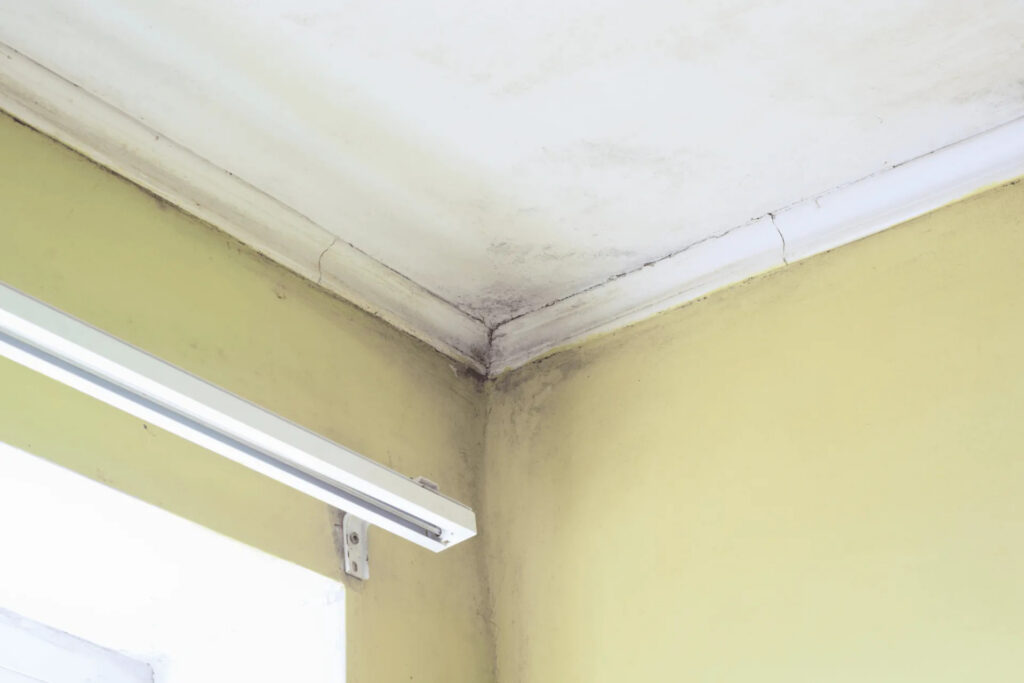 professional mold removal