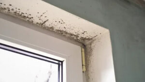 mold removal in Hendersonville
