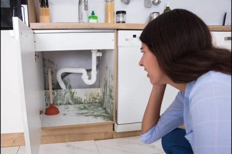 mold remediation