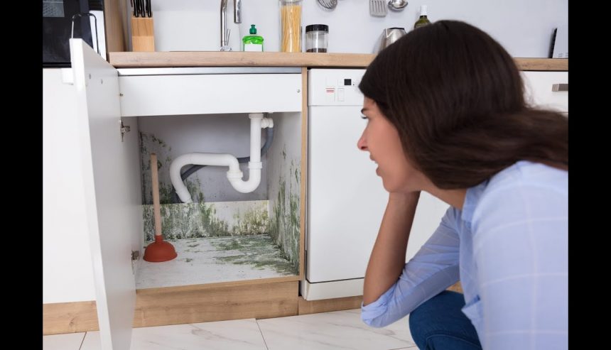 mold remediation