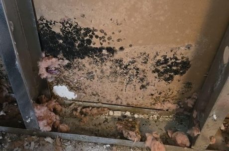 how to spot and remove black mold