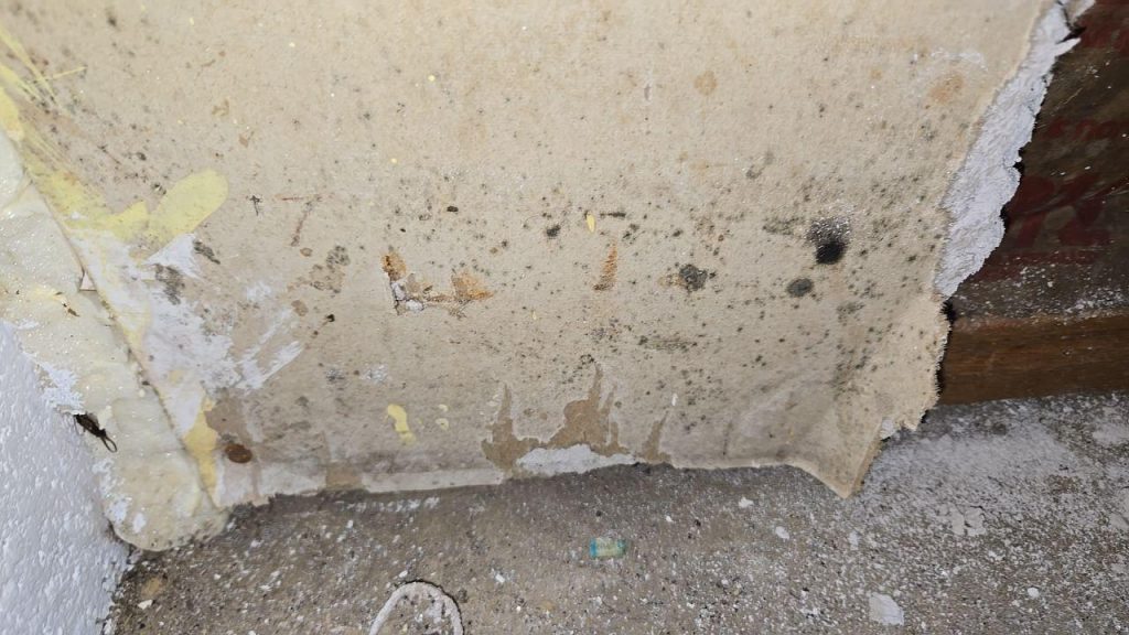 how to spot and remove black mold