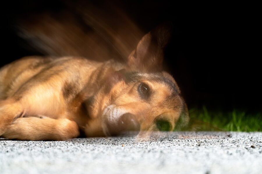 Decomposition Odor