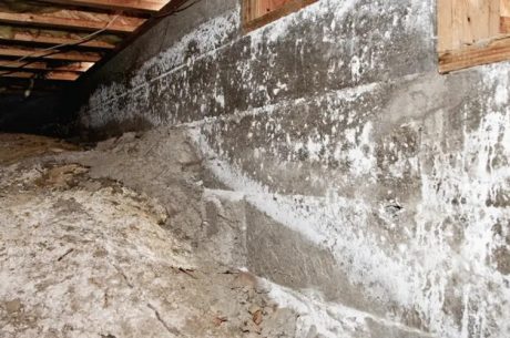 mold infestation in business