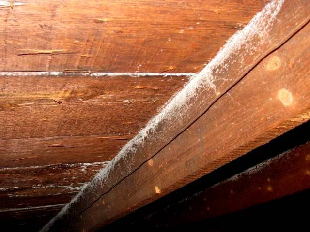 mold prevention