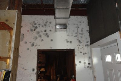 black mold removal