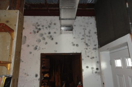 black mold removal