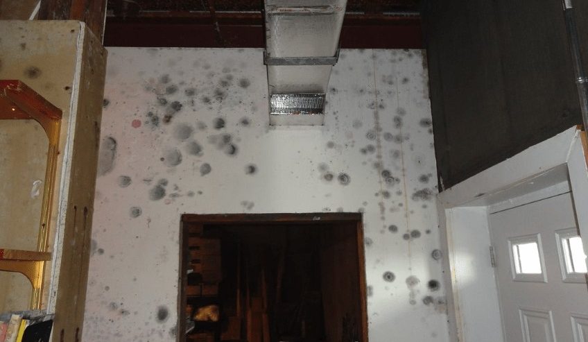black mold removal