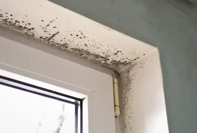 mold removal in Hendersonville