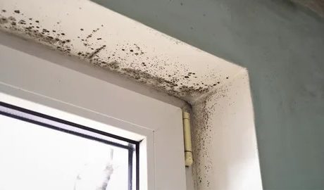 mold removal in Hendersonville