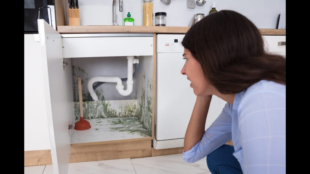 mold remediation