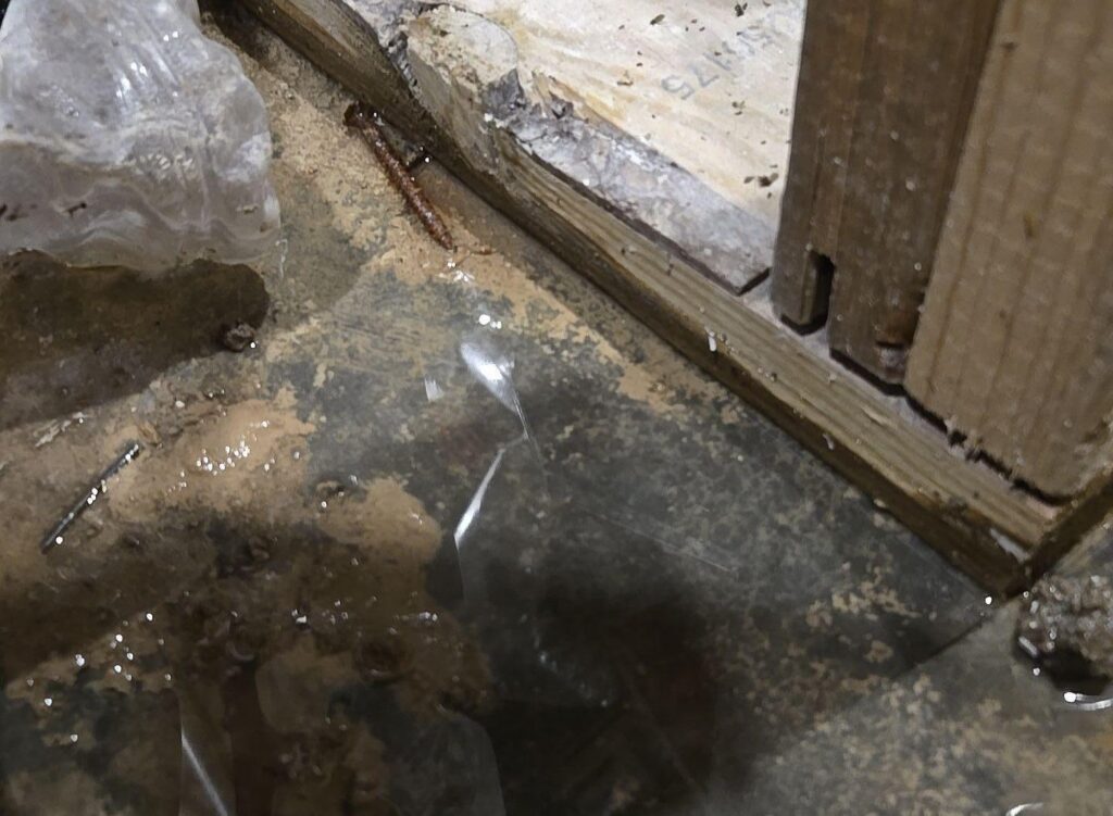 basement flooding