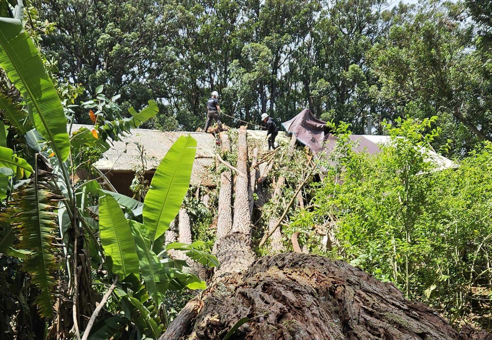 What Do You Do When a Tree Falls on Your House? - PuroClean of The Big ...