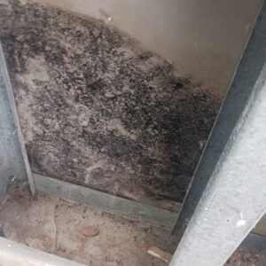 Commercial Mold Remediation