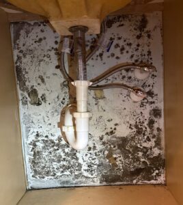 Mold remediation showing hidden growth behind a sink cabinet