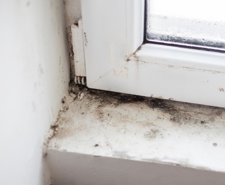 How Much Does Mold Remediation Cost In Dallas