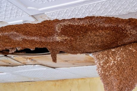 Does Insurance Pay for Water Restoration