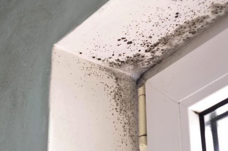 Is Professional Mold Removal Worth It