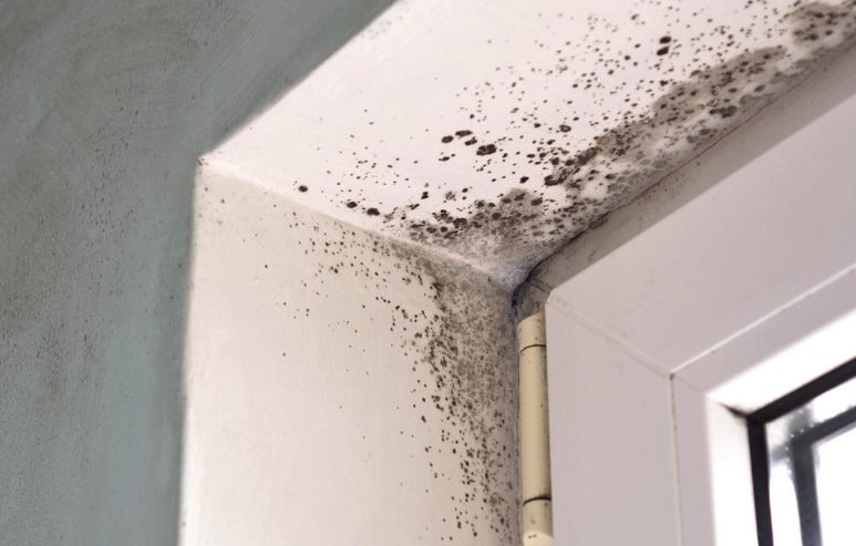 Is Professional Mold Removal Worth It
