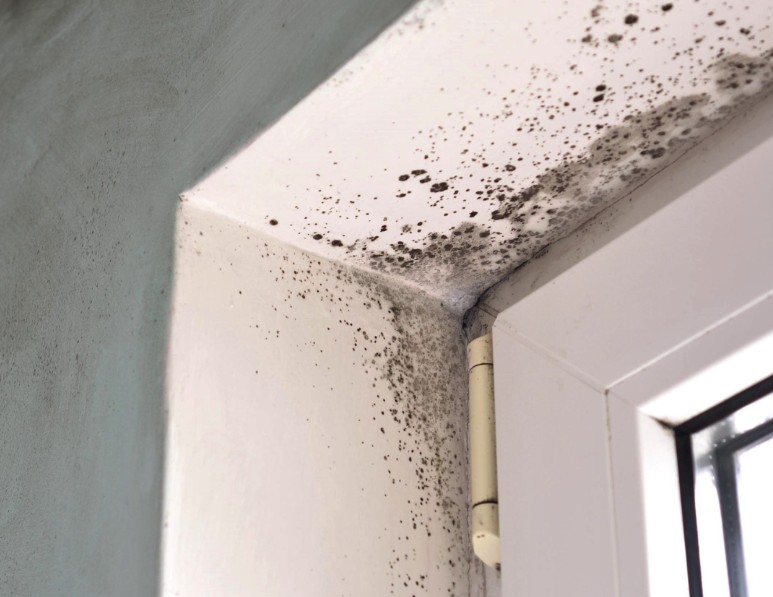 Is Professional Mold Removal Worth It? Mold Remediation in Dallas, GA