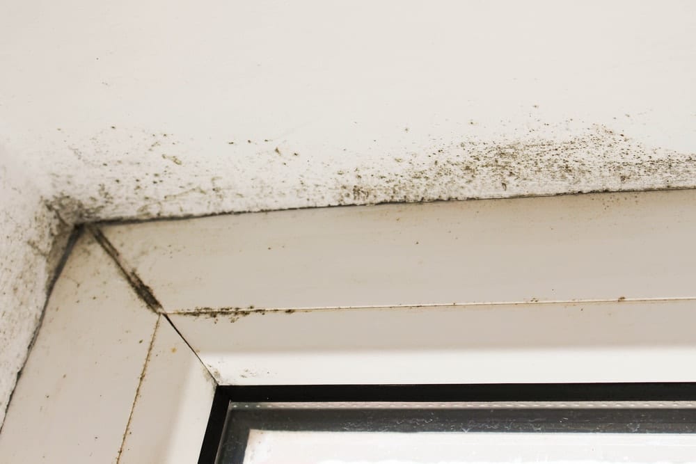 Structural Damage Caused by Hidden Mold