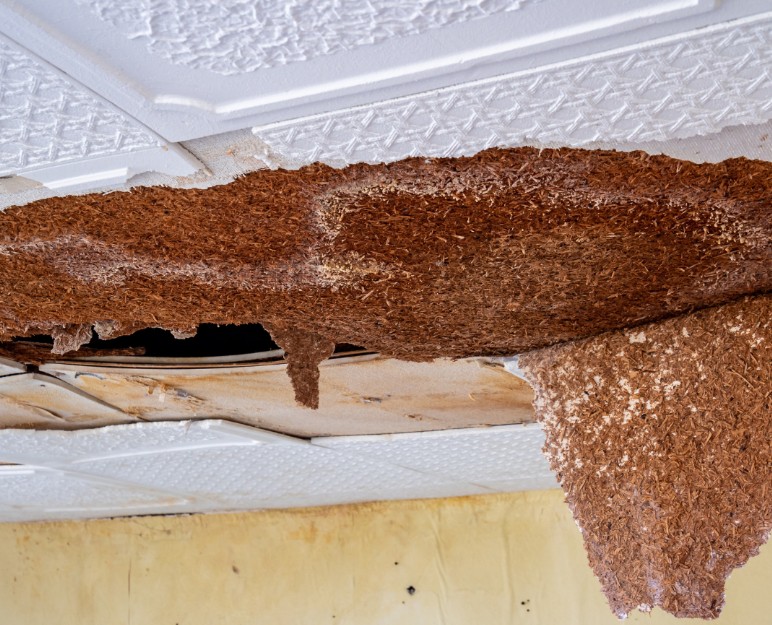 Does Insurance Pay for Water Restoration