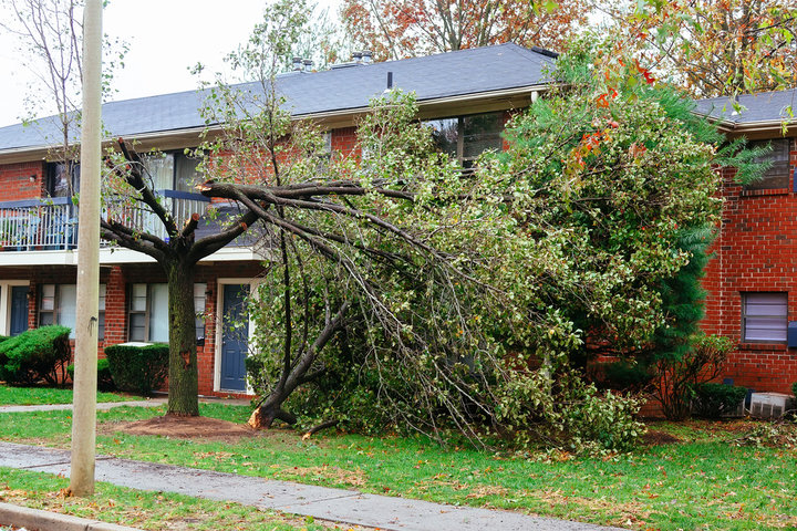 A fallen tree on a home