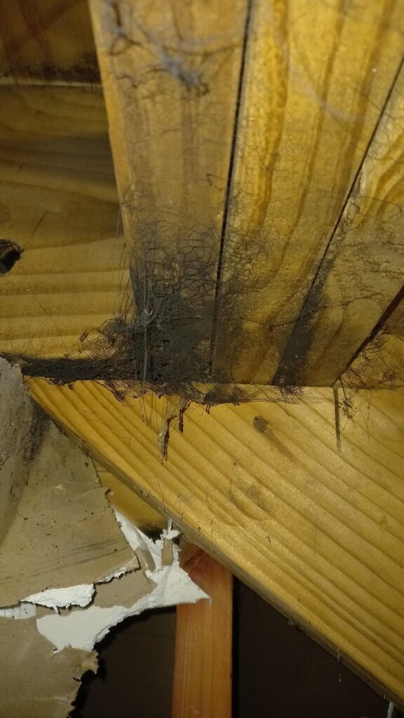 Fire Damage Remediation Houston Soot Web
