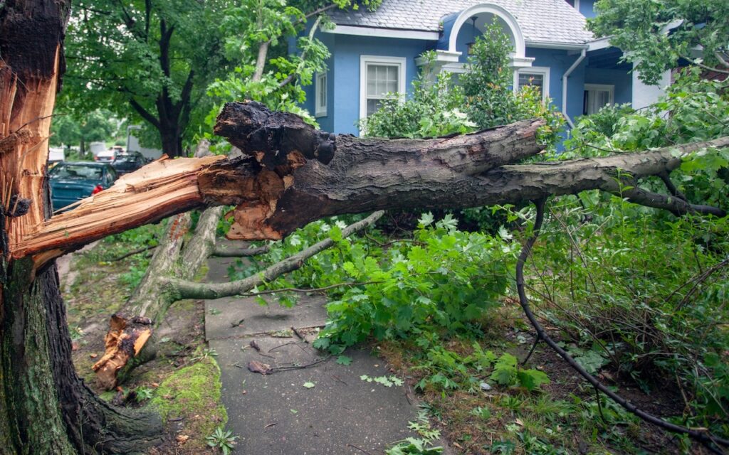 Survey your property for any debris before letting your dog out.