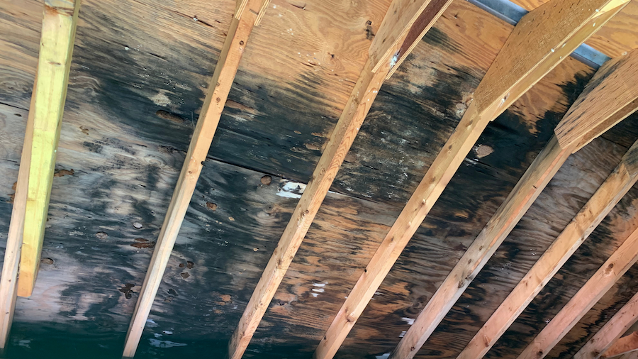 Structural Damage caused by mold after water damage