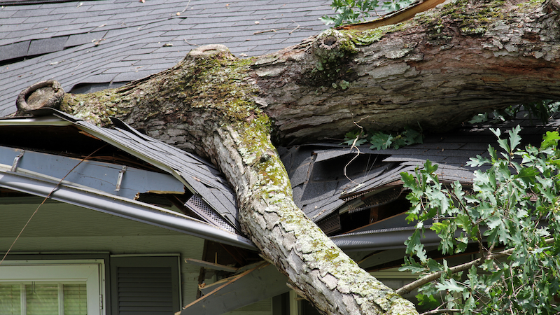 Tree fallen on Houston house