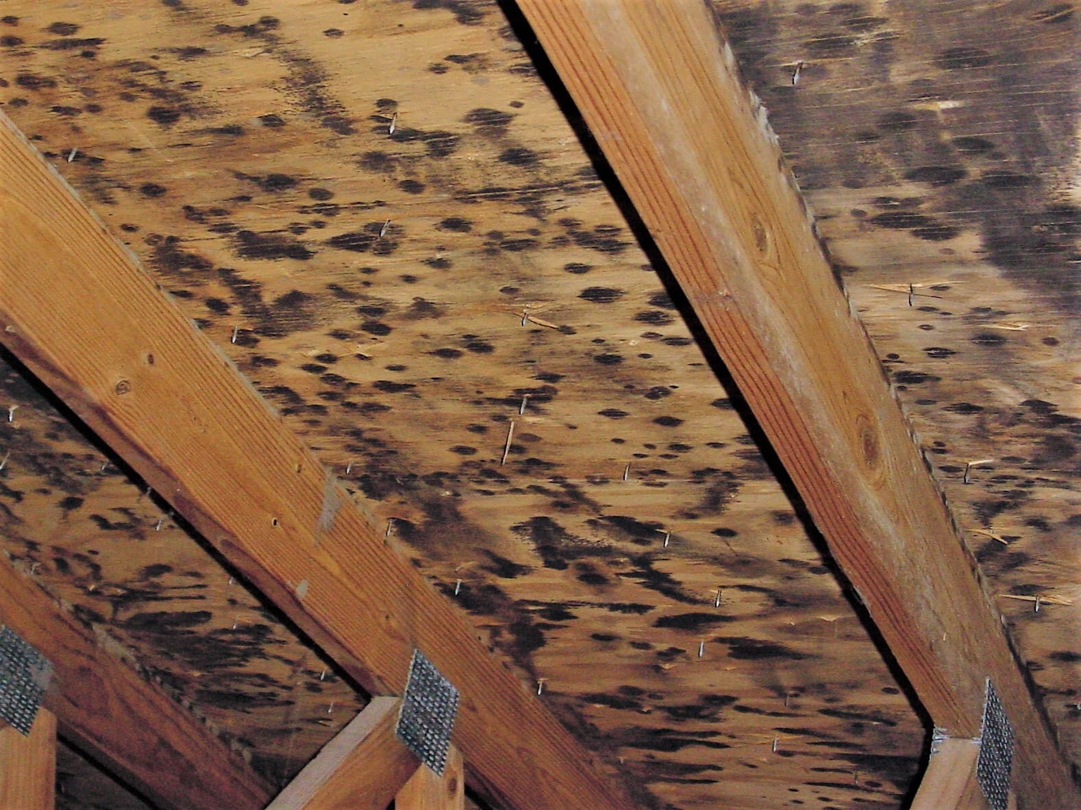 Attic mold cleanup Pasadena TX