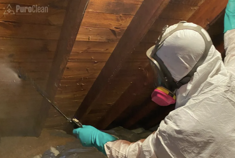 attic mold housto