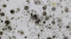 attic mold cleanup houston