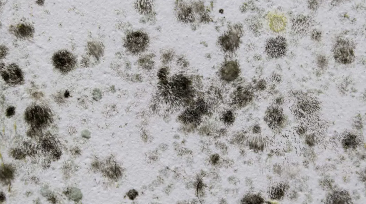 attic mold cleanup houston