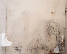 Mold Removal Remediation PuroClean Houston