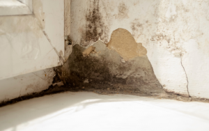 Mold growing in wall