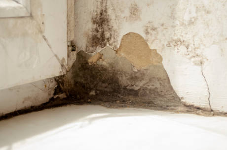Mold growing in wall