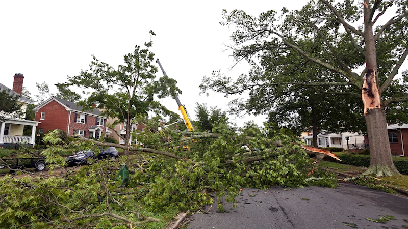 Tree fallen on the street in Houston