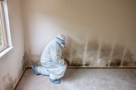 mold removal houston tx