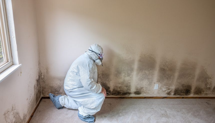 mold removal houston tx