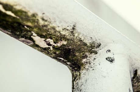 Recognizing and Overcoming Mold Problems in Your Michigan Home: A Comprehensive Guide