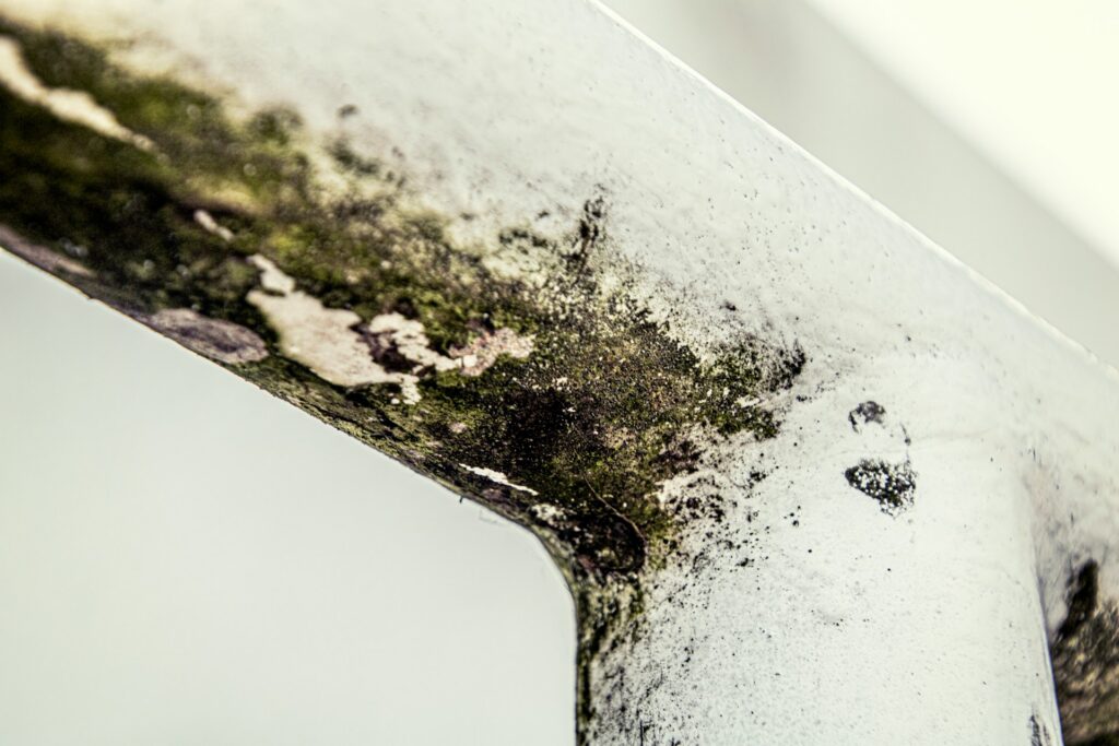 Recognizing and Overcoming Mold Problems in Your Michigan Home: A Comprehensive Guide