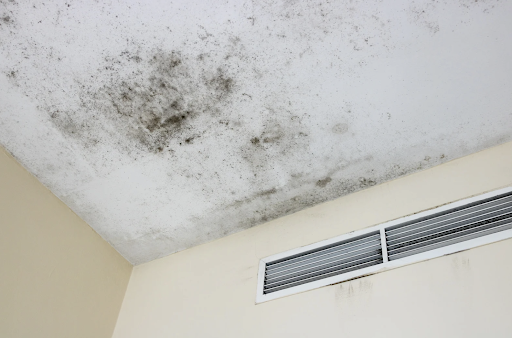 Mold Removal