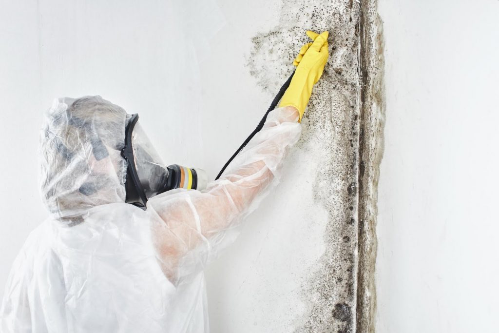 mold removal