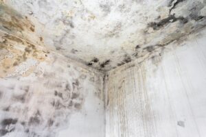 mold remediation