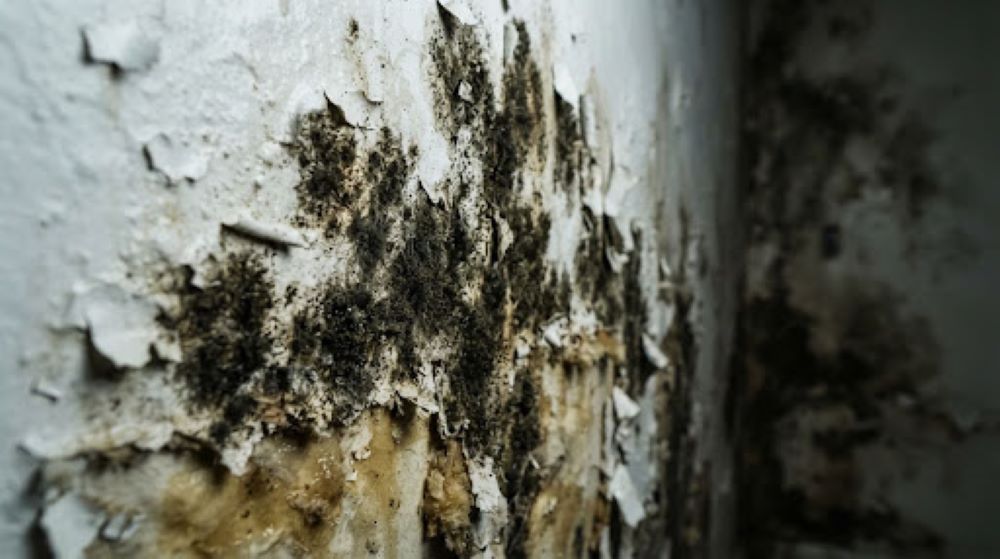 mold remediation
